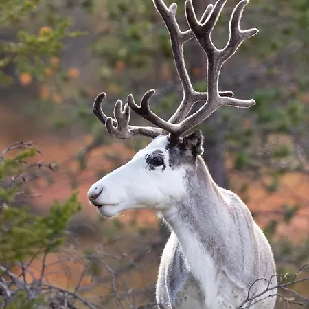 Βίλα Lapland Dream *