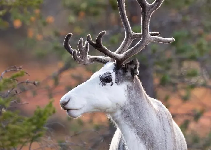 Βίλα Lapland Dream *