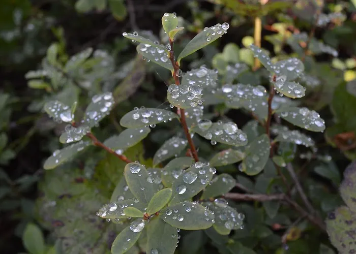 Βίλα Lapland Dream Rauhala