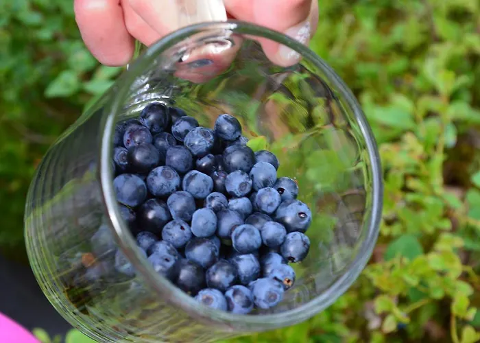 Βίλα Lapland Dream